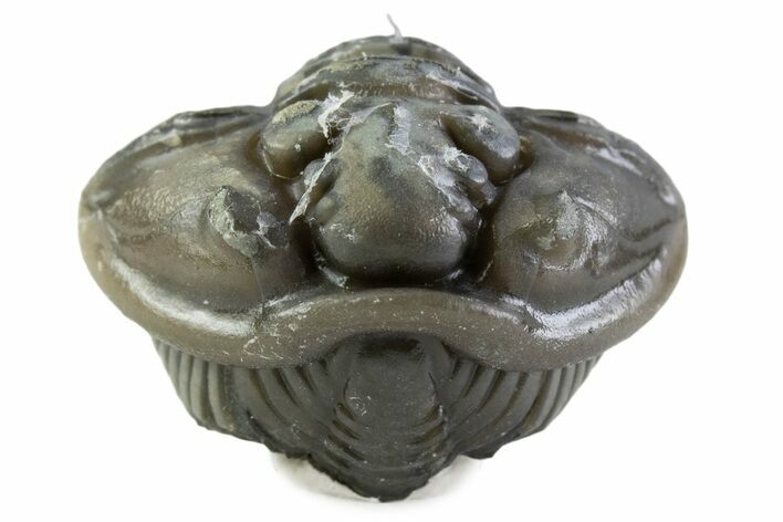 Wide Enrolled Flexicalymene Trilobite - Mt Orab, Ohio #375065